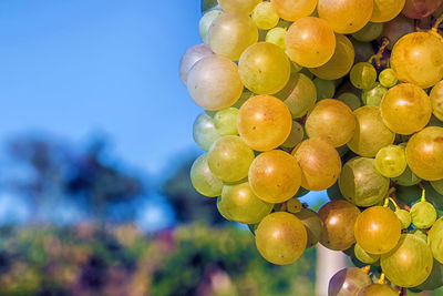 Low angle view of grapes on tree against sky