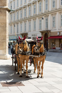 Pair of horses pulling a carriage in vienna