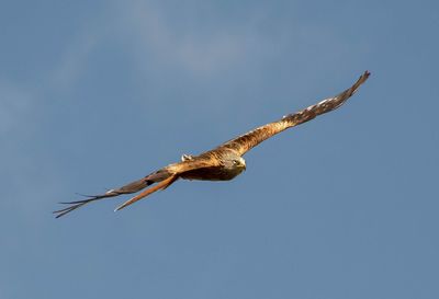 Low angle view of eagle flying in sky