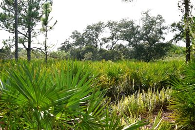 Plants growing on field against sky