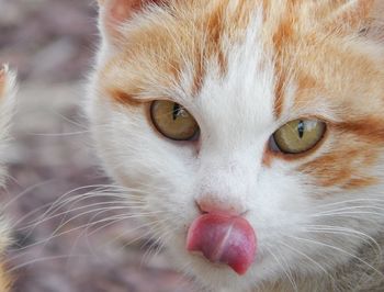 Close-up portrait of cat
