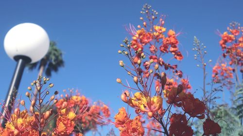 Low angle view of flowering plants against blue sky