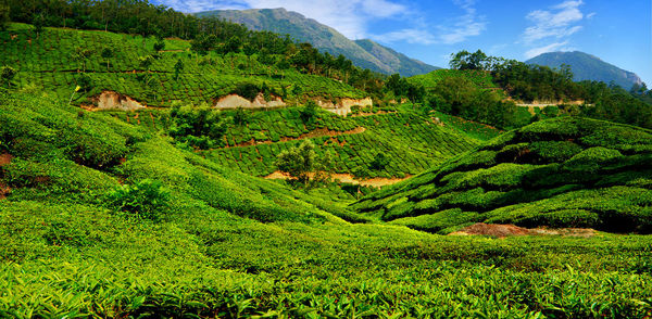 Scenic view of tea plantation