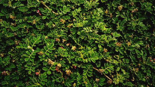 Close up of green bush