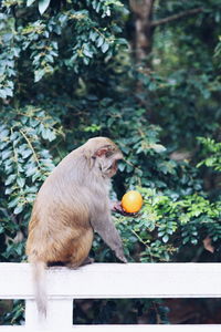 Monkey sitting on tree