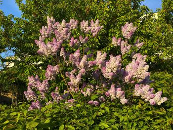 Close-up of pink flowering plant