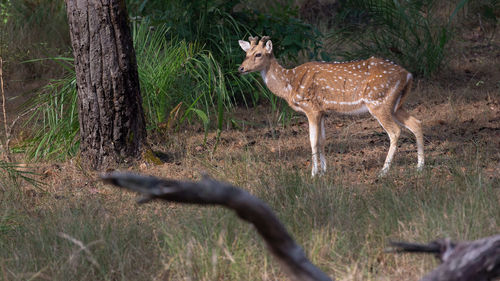 Deer in a forest