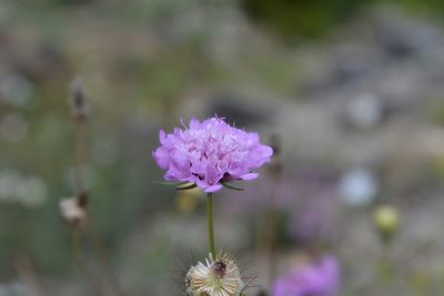 Close-up of pink flowers