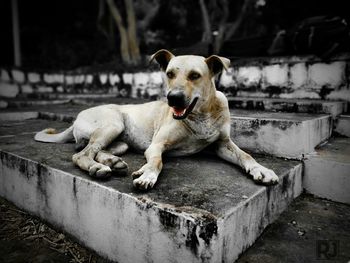 Portrait of dog relaxing outdoors