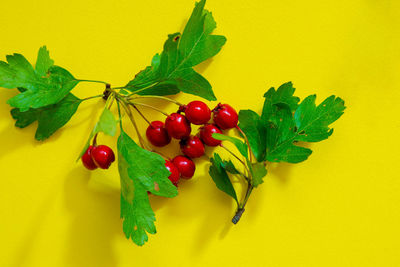 Close-up of cherries on plant against yellow background
