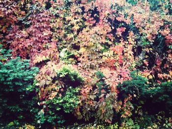 Plants growing on a tree