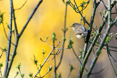 Close-up of bird perching on branch