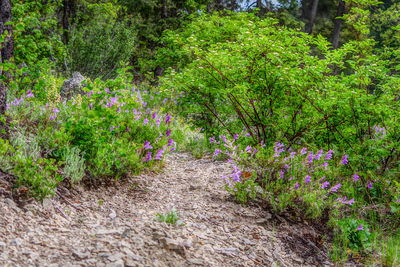 Purple flowering plants in forest