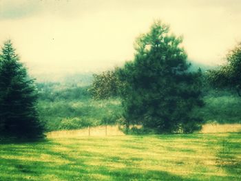 Scenic view of grassy field