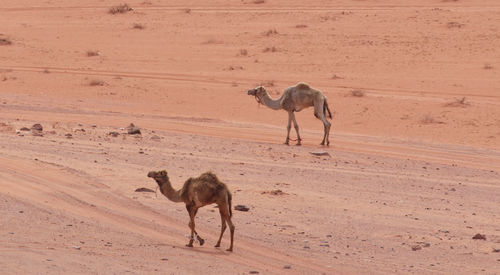 Two camels walking on a sand landscape