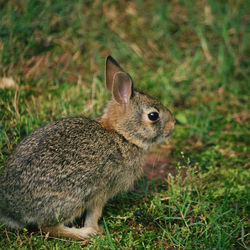 Close-up of rabbit on grassy field