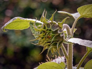 Close-up of green leaves on plant