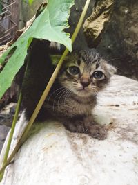 Portrait of cat sitting outdoors