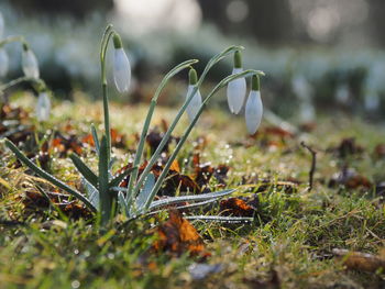 Close-up of snowdrops on field