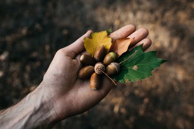 Cropped hand of man holding acorn and leaves