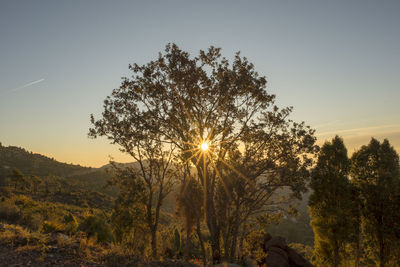 Trees against clear sky during sunset