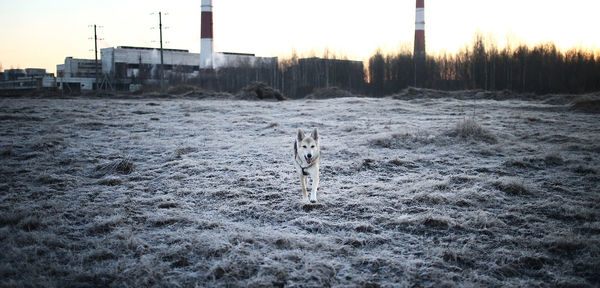 Snow covered land against sky in city
