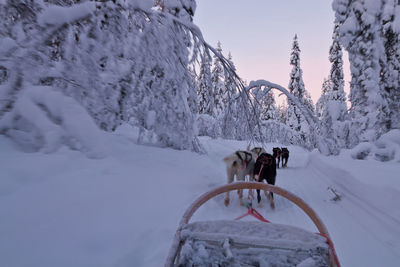 Husky sledge ride at sunset in winter wonderland in finnish lapland, pov view