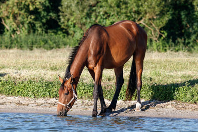 Horse standing in the ground