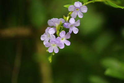 Close-up of purple flowering plant