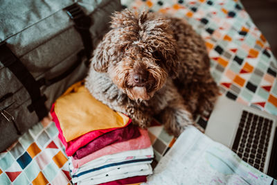 Portrait of dog sitting by luggage on bed at home