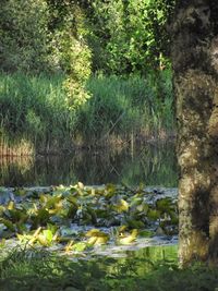Plants growing on a tree