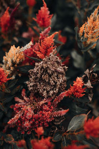 Exotic red wild autumnal flowers growing in the nature. autumn, fall, thanksgiving natural 