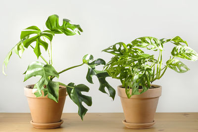 Close-up of potted plant on table