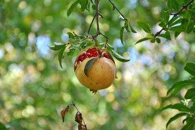 Close-up of strawberry growing on tree