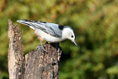 Close-up of bird perching on wood