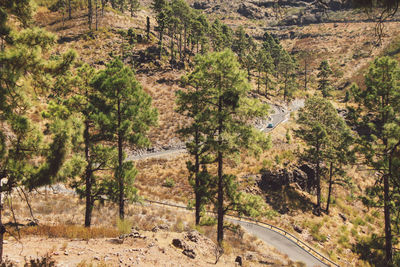 Road passing through forest