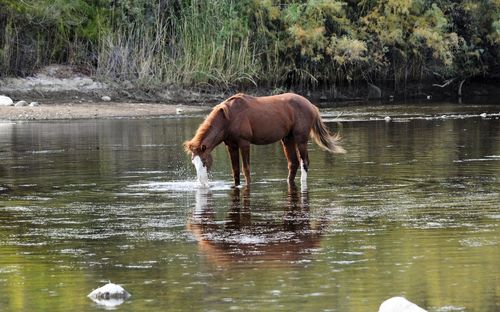 Horse drinking water in lake