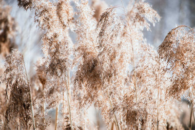 Pampas grass. reed seeds in neutral colors on a light background. dry reeds close up. 