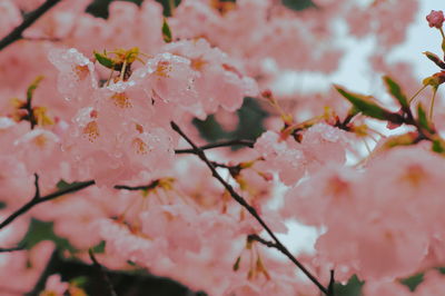 Close-up of pink flowers on branch