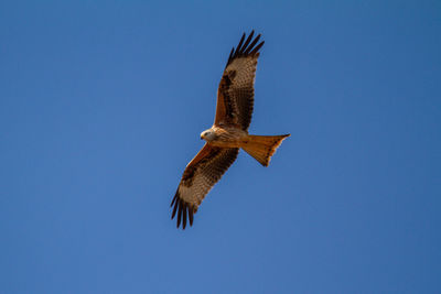 Low angle view of eagle flying against clear blue sky