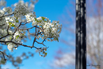 Low angle view of cherry blossoms against blue sky
