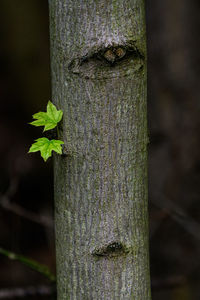 Close-up of plant growing on tree trunk