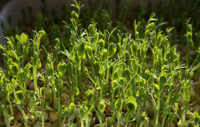 Close-up of fresh green plants on field