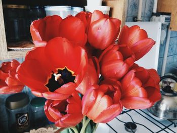 Close-up of red flowers