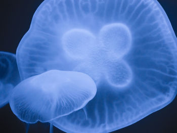 Close-up of jellyfish swimming in water