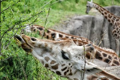 View of giraffes eating tree