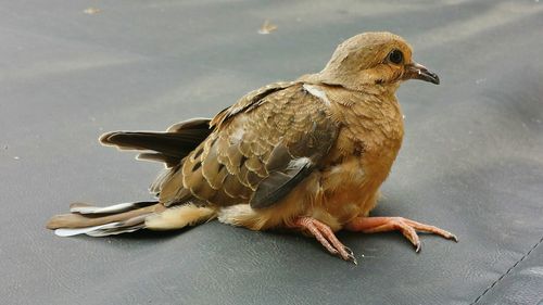 Close-up of bird perching