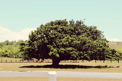 Trees against sky