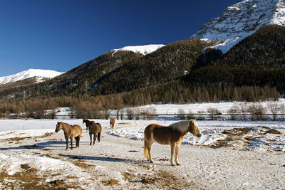 Horses on snow covered mountains