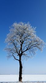 Bare tree against clear blue sky